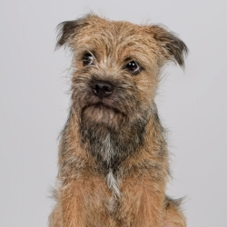 phinephoto-berlin-portrait-hund_struppi