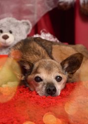 phinephoto-berlin-hundefoto-hundeportrait