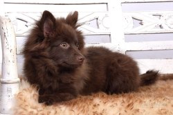 phinephoto-berlin-hundefoto-portrait
