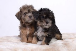 phinephoto-berlin-hundefoto-welpen-bestefotografin