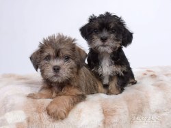phinephoto-berlin-hundefoto-welpen