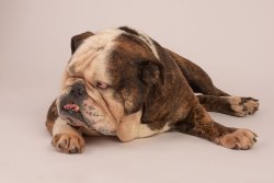 phinephoto-berlin-hundefotograf-archie