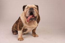 phinephoto-berlin-hundefotograf-archie2