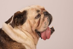 phinephoto-berlin-hundefotograf-archie3