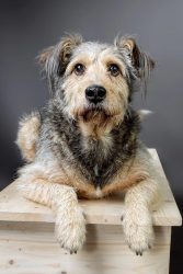phinephoto-berlin-portrait-hund-bank