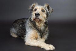 phinephoto-berlin-portrait-hund-hundeblick