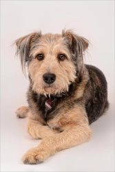 phinephoto-berlin-portrait-hund-liegend