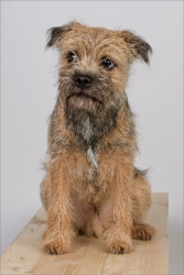 phinephoto-berlin-portrait-hund_struppi