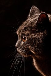 phinephoto-berlin-portrait-koepenickfotograf-katzenfoto