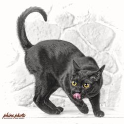 phinephoto-berlin-portrait-tierfotografie-katzenzunge
