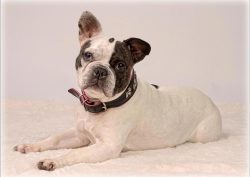 phinephoto-berlin-tierfotograf-hund