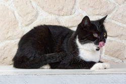 phinephoto-berlin-tierfotograf-kater