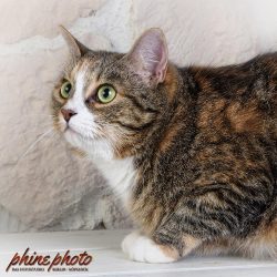phinephoto-berlin-tierfotograf-katze2