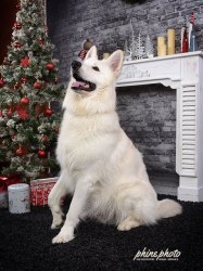 phinephoto-berlin-tierportrait-hundefoto-schaeferhund