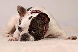 phinephoto-berlin-tierportraitfoto-hund-hundeblick